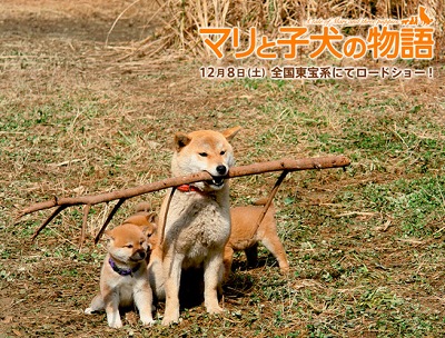 shiba.jpg